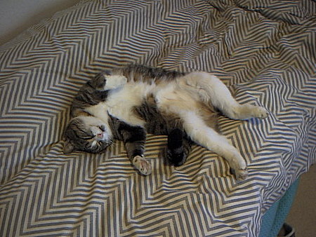 僕のベッドを占領しているネコのダッチ